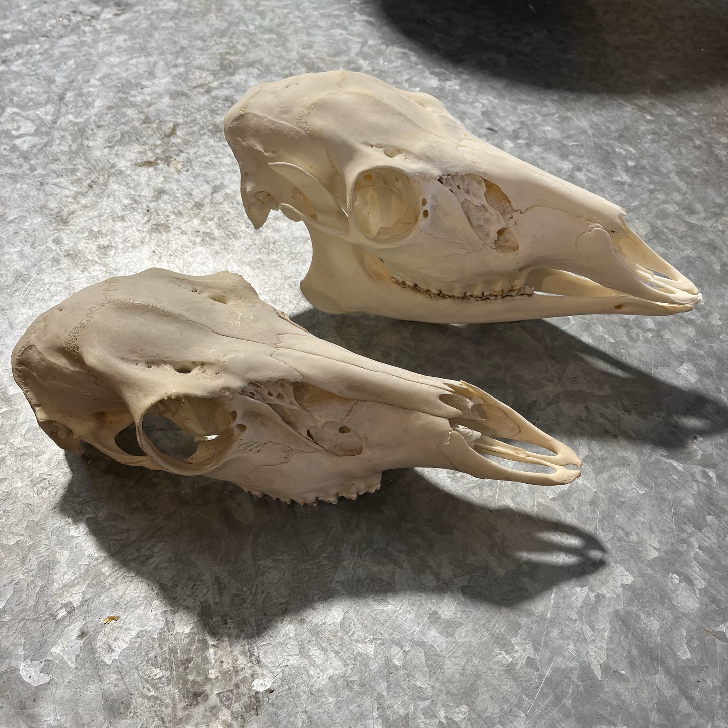 Crâne de cerf femelle blanchi