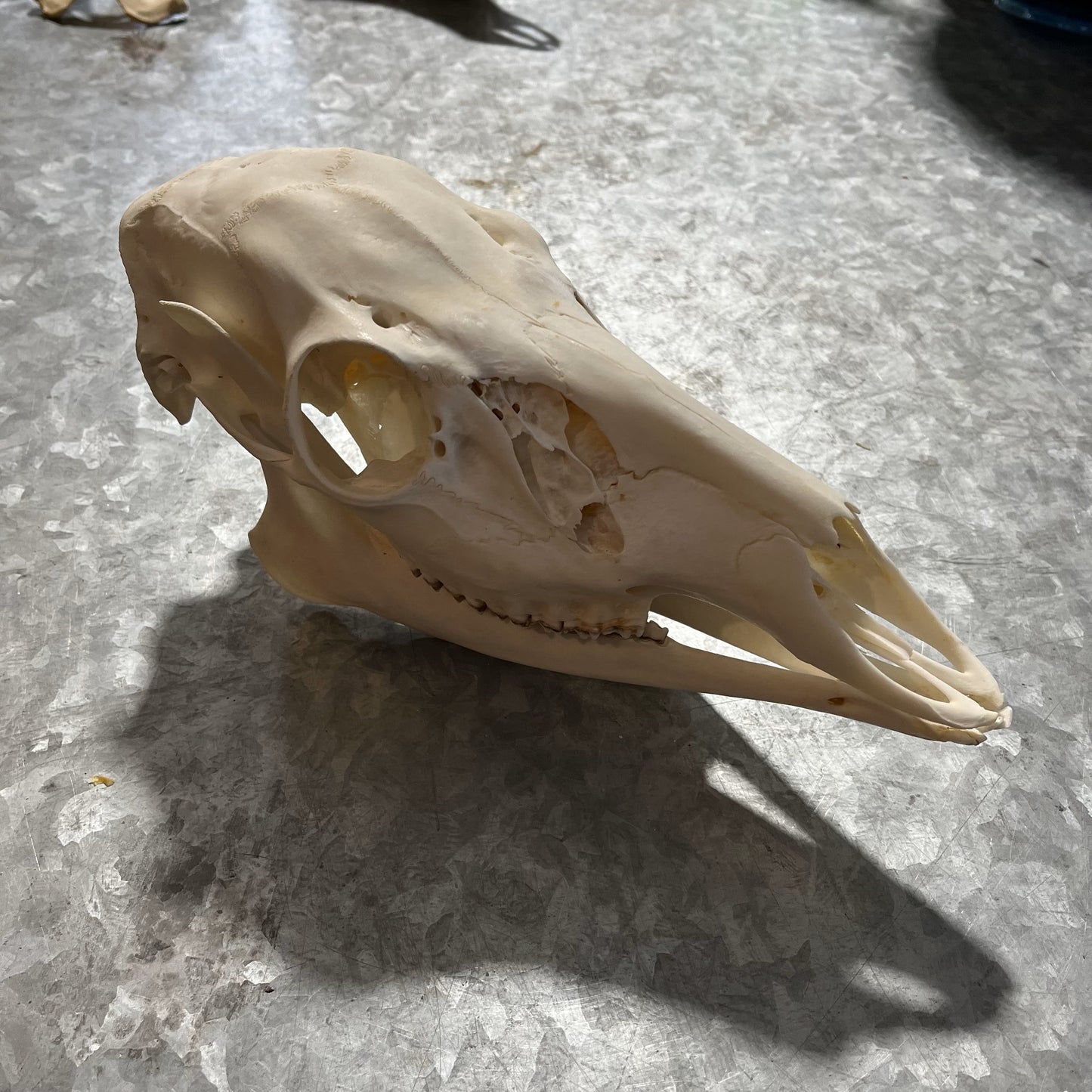 Crâne de cerf femelle blanchi