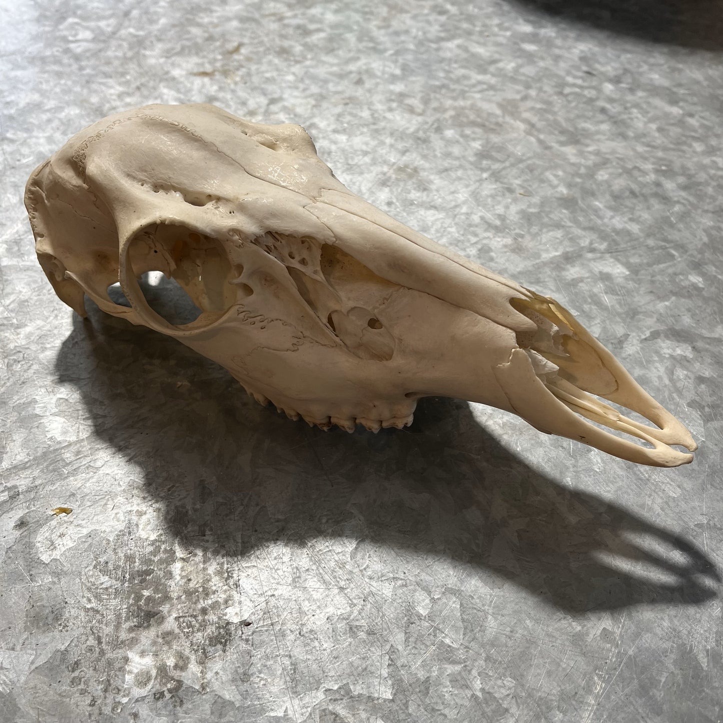 Crâne de cerf femelle blanchi