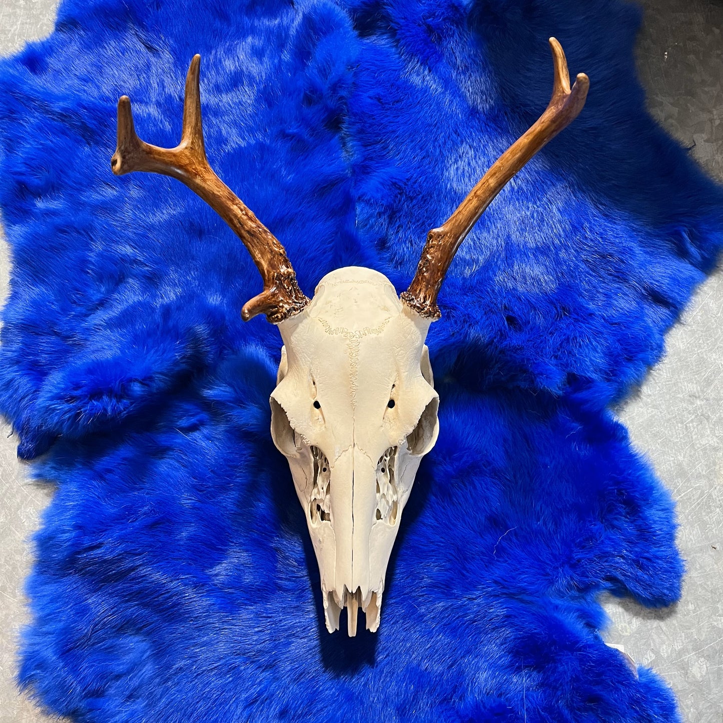 Crâne de cerf, 4-5 points
