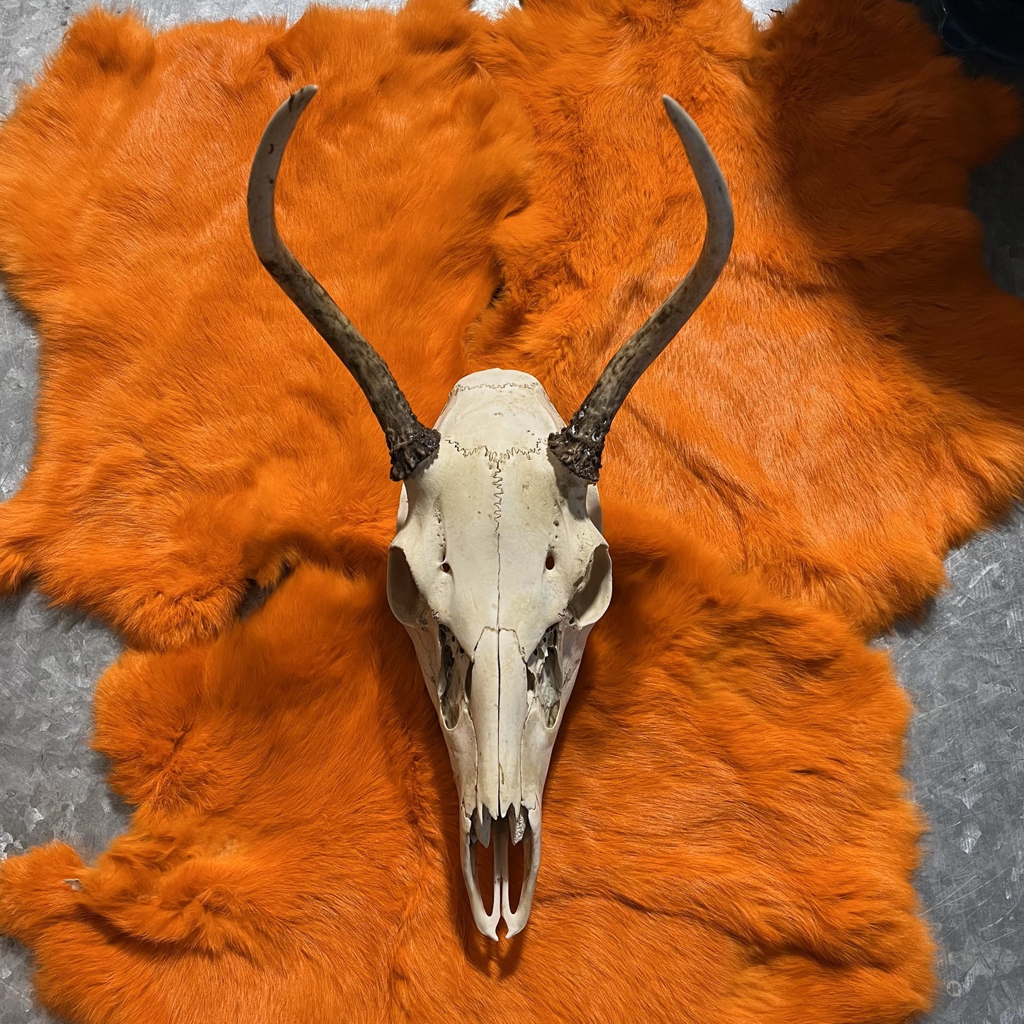 Deer Skull, Spiked Antlers