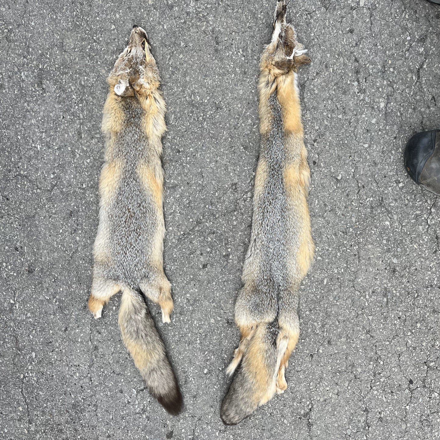 Fourrures de renard des plaines