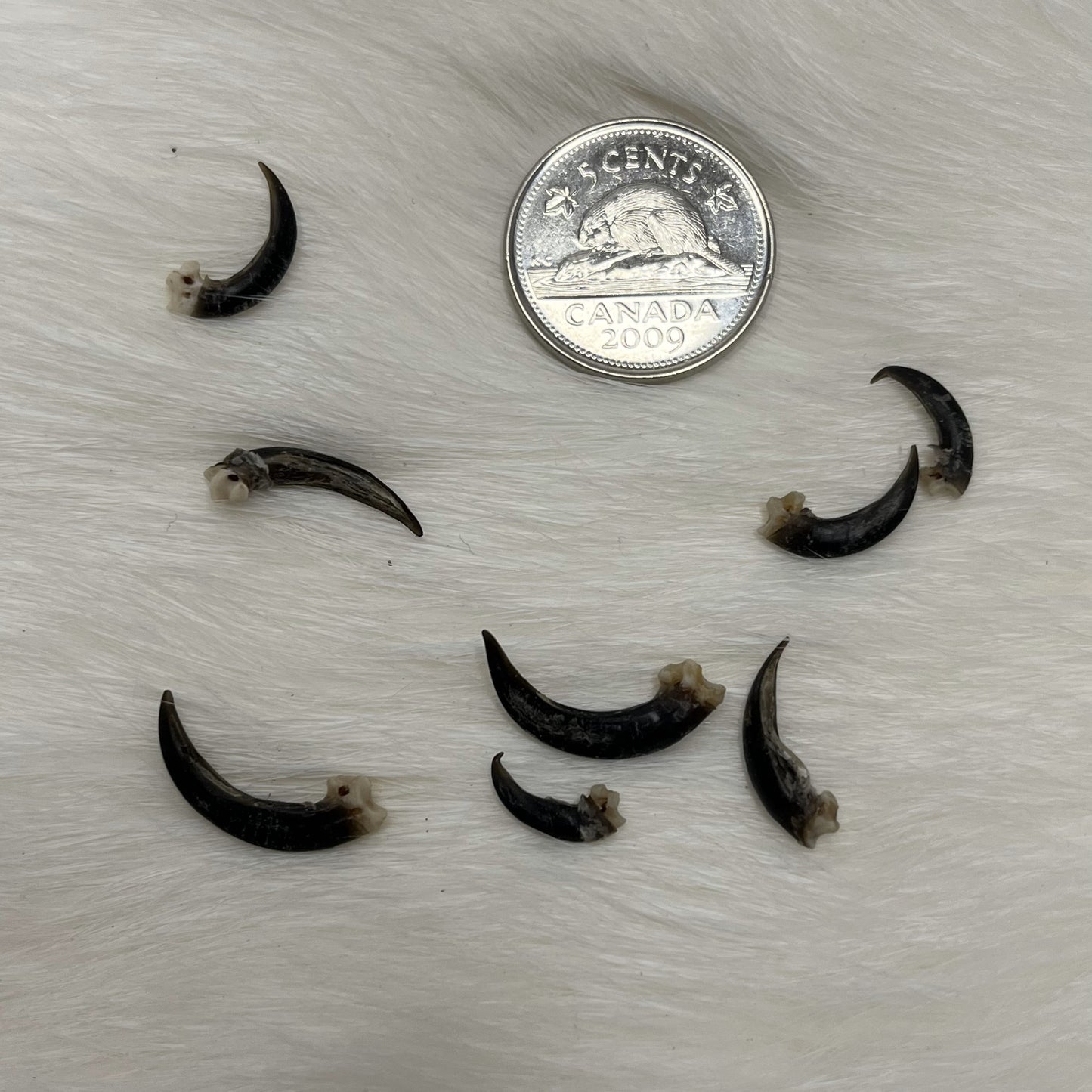 Griffes de corbeau