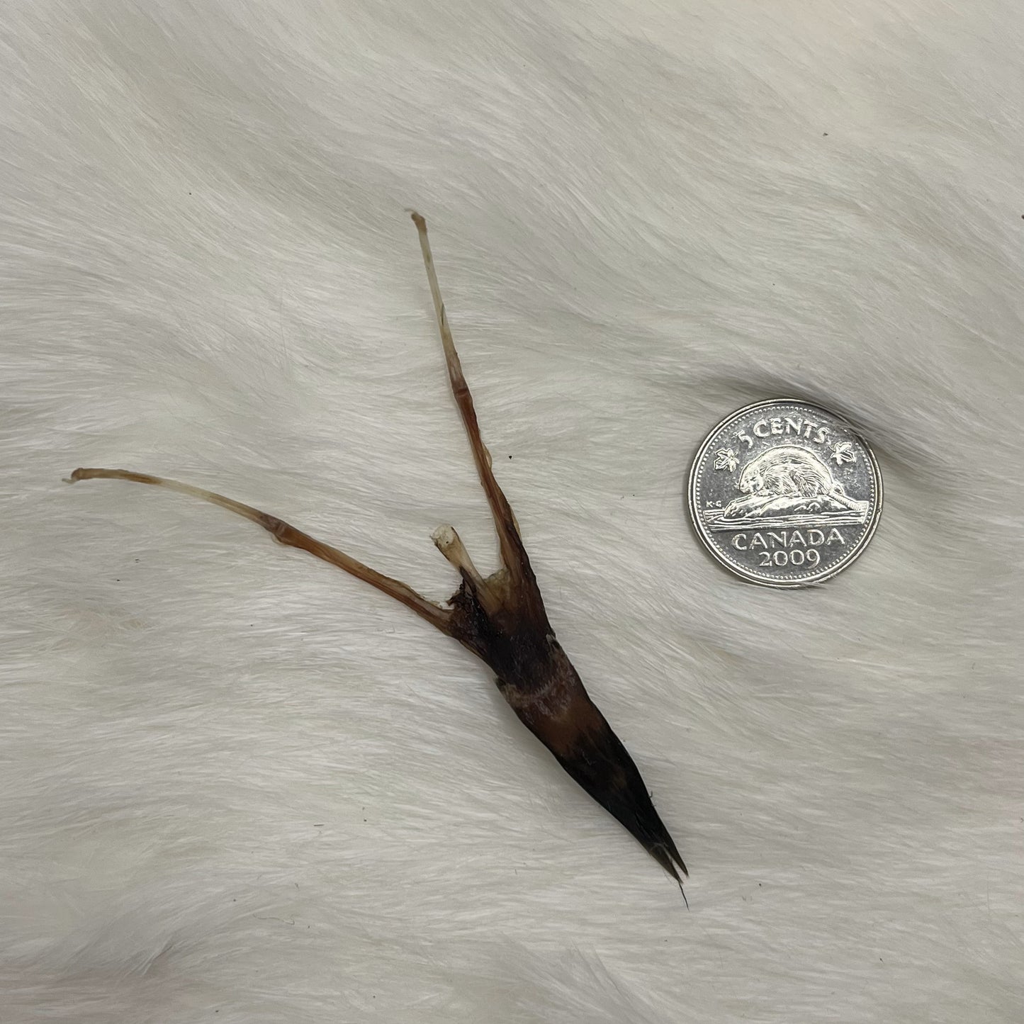 Crow Tongue