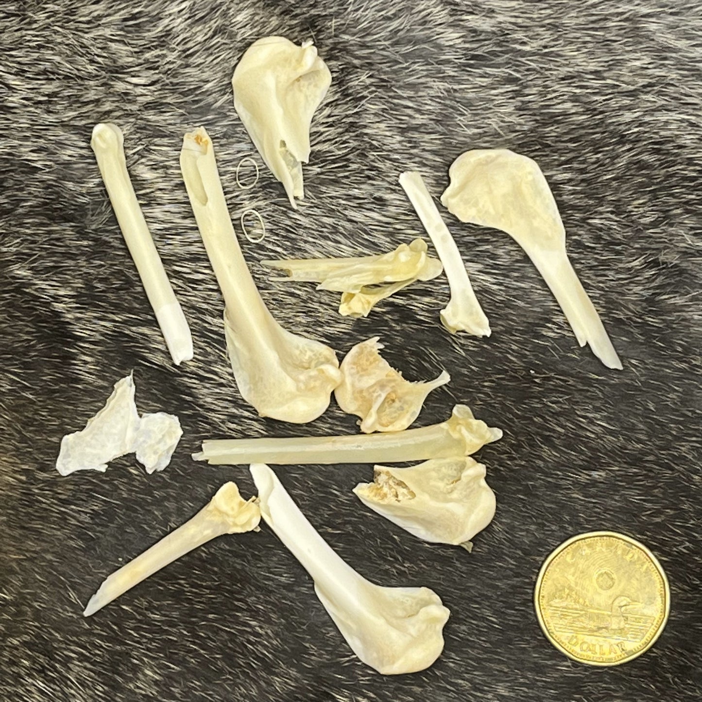 Crow Bones - Broken Mix