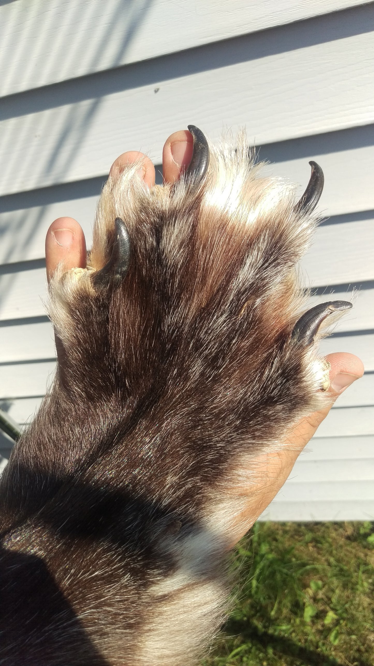 Black Timber Wolf Fur, XXL