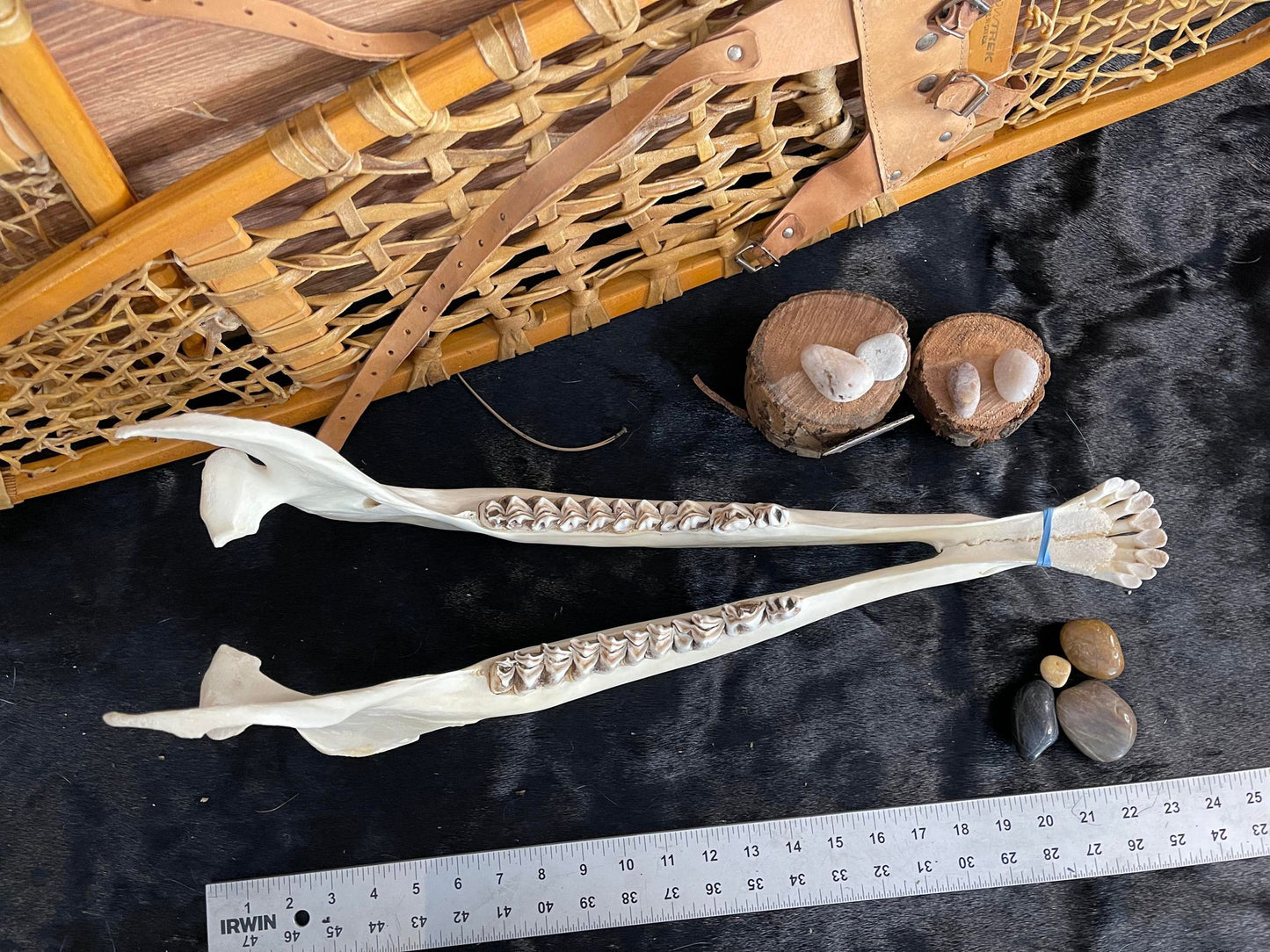 Deer Jawbones (quantité)