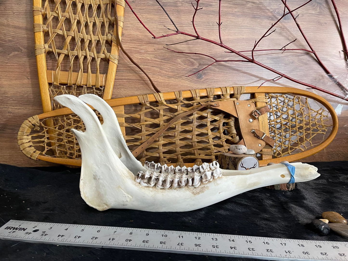 Deer Jawbones (quantité)