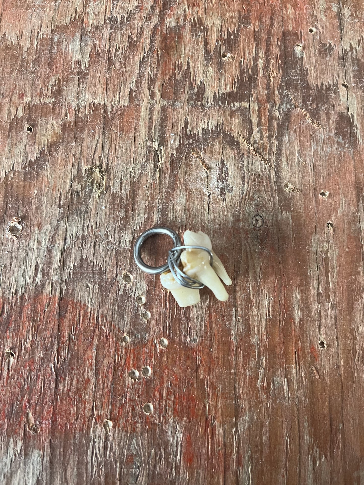 Pendentif de dent molaire d'ours