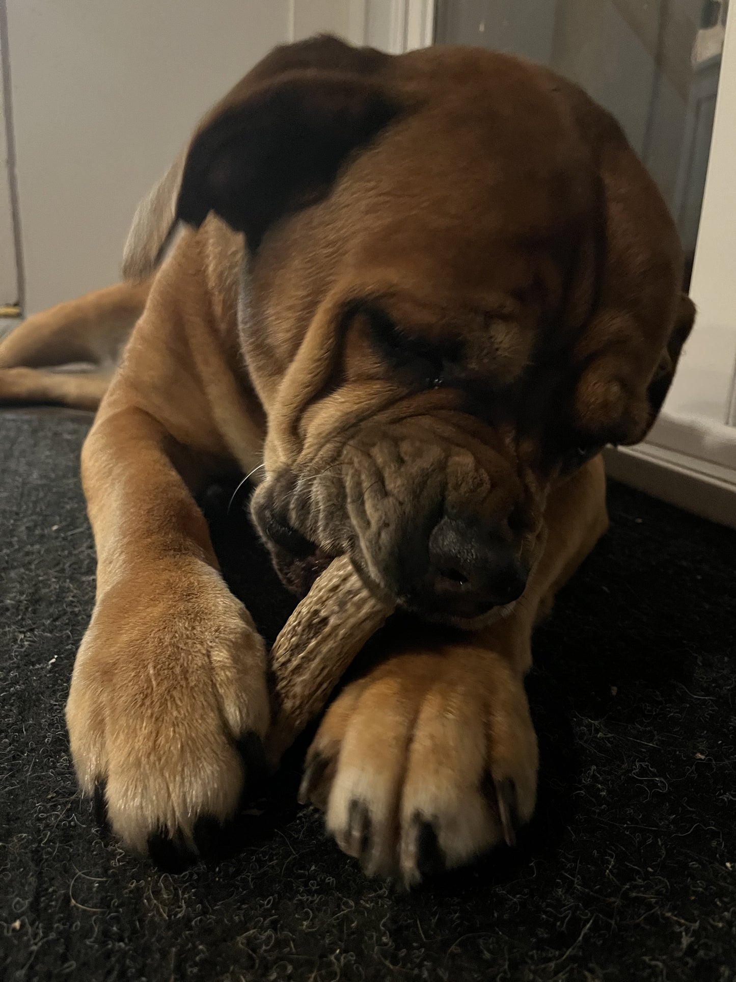 Friandises pour chiens en bois d'élan, grands chiens