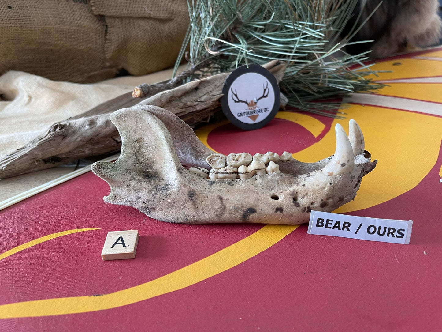 Bear Jawbone