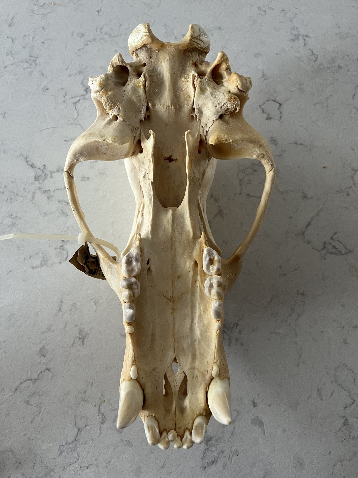 Polar Bear Available