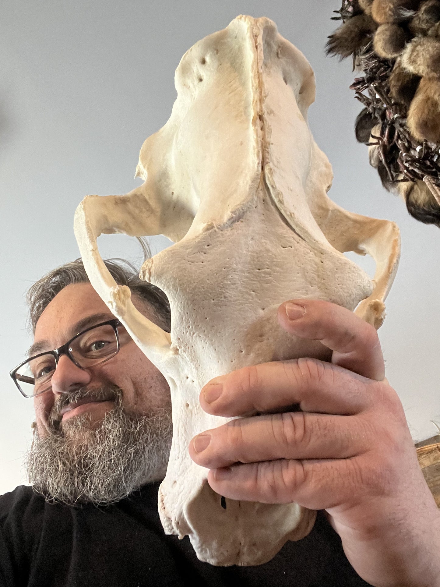 Polar Bear Skull, Pre-Order