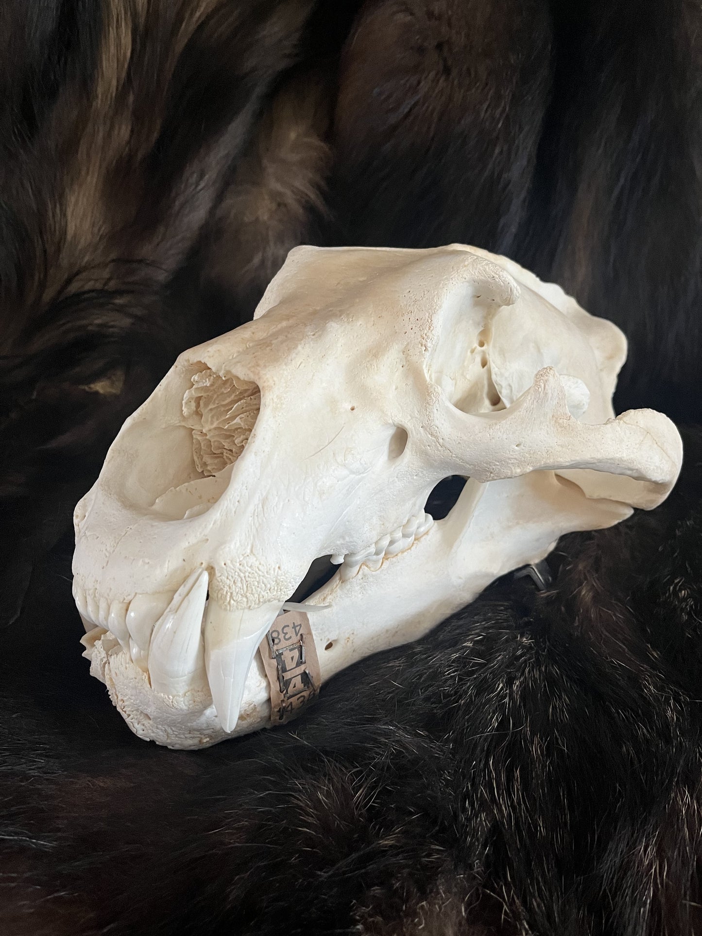 Polar Bear Skull, Pre-Order