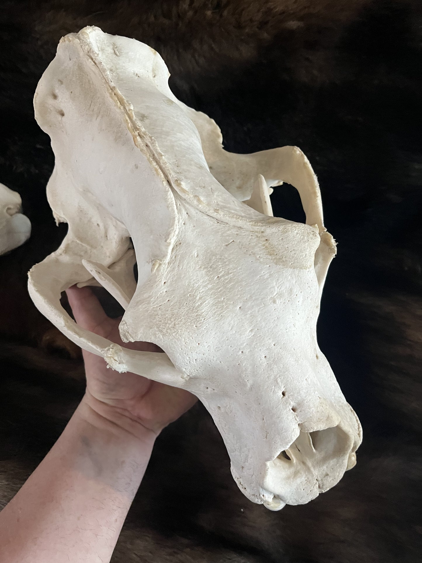 Polar Bear Skull, Pre-Order