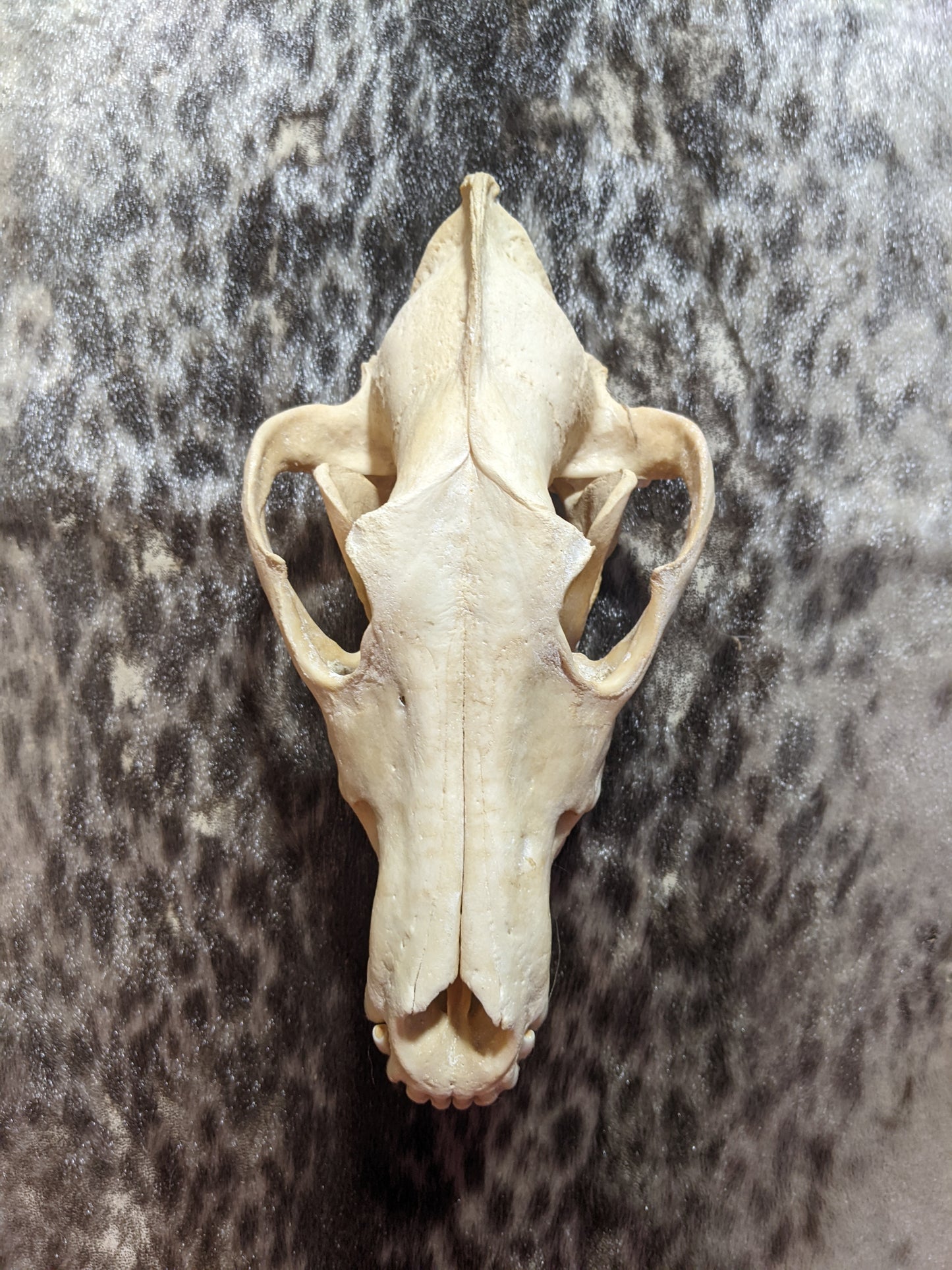 Crâne de loup blanchi