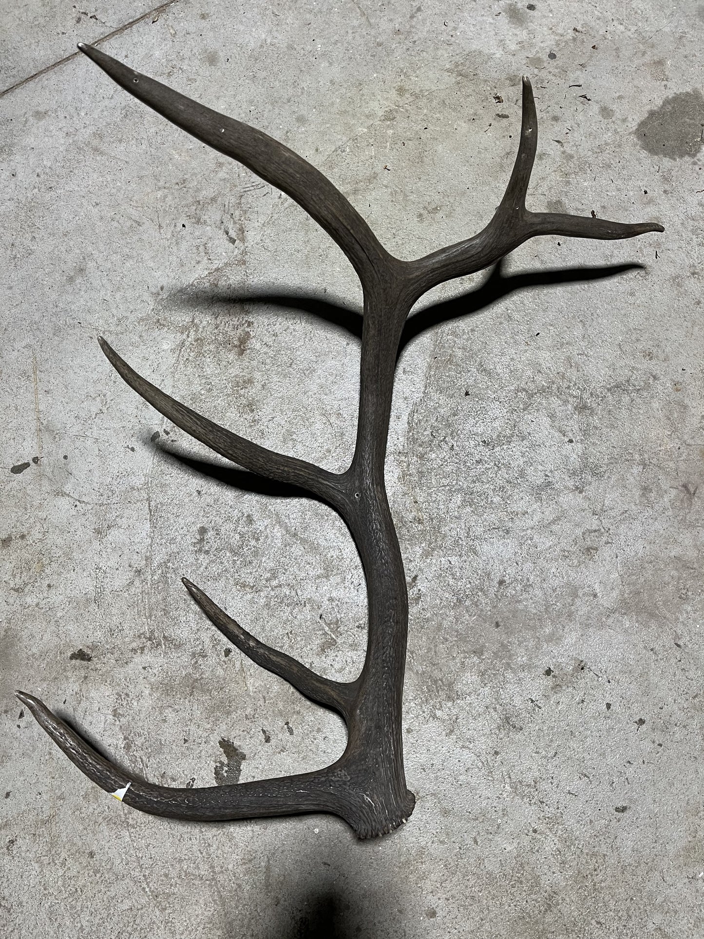 Elk Antler