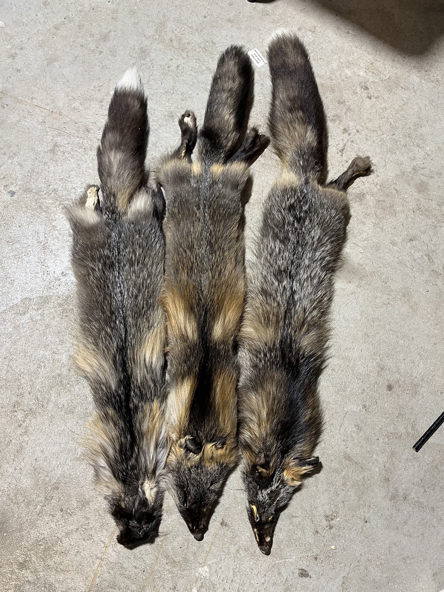 Fourrures de renard argenté et de renard rouge canadien