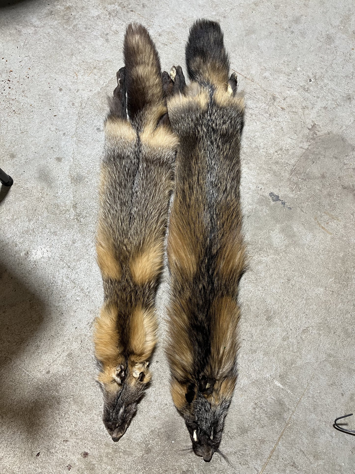 Fourrures de renard argenté et de renard rouge canadien
