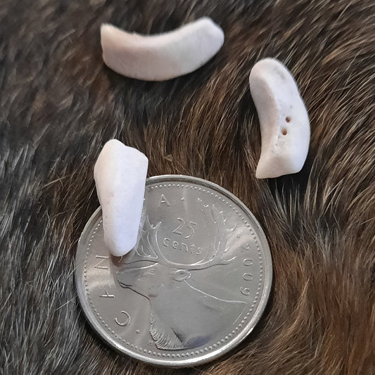 Pack of Small Bear Knuckle and Sesamoids