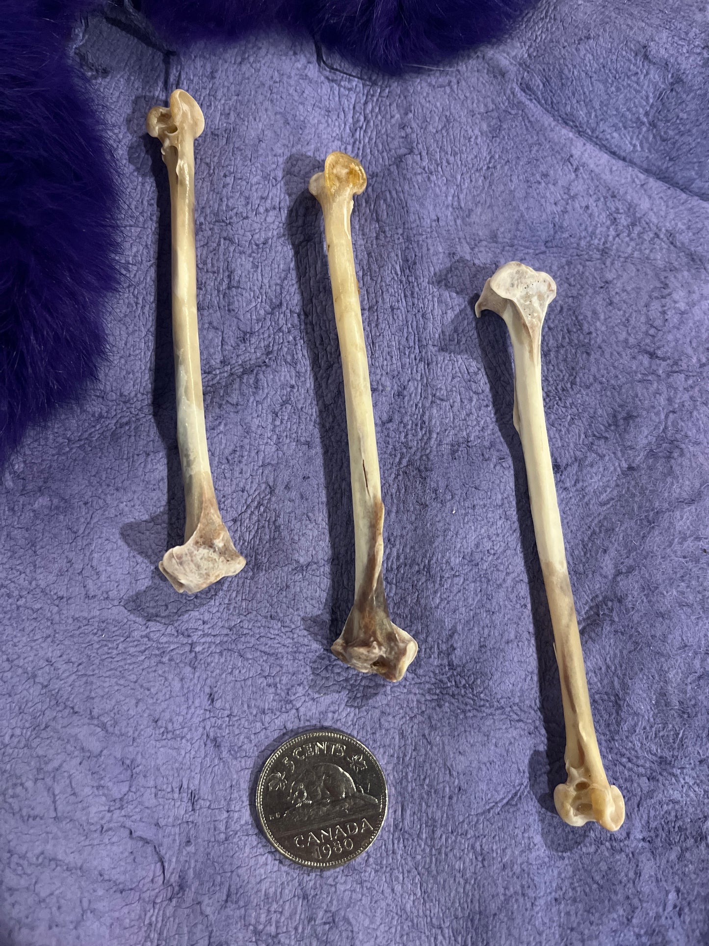 Os de corneille - Tibia