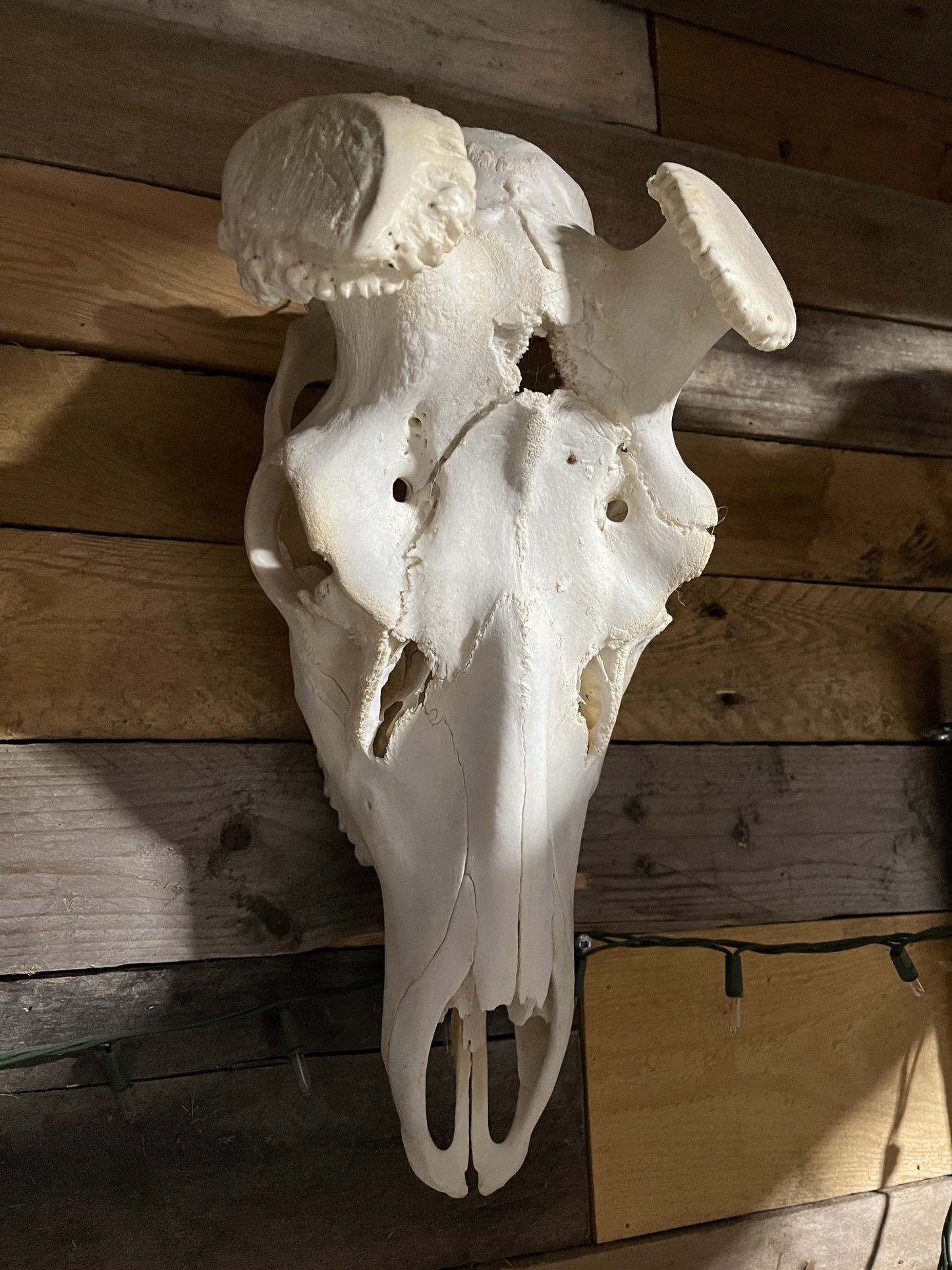 Elk Skull