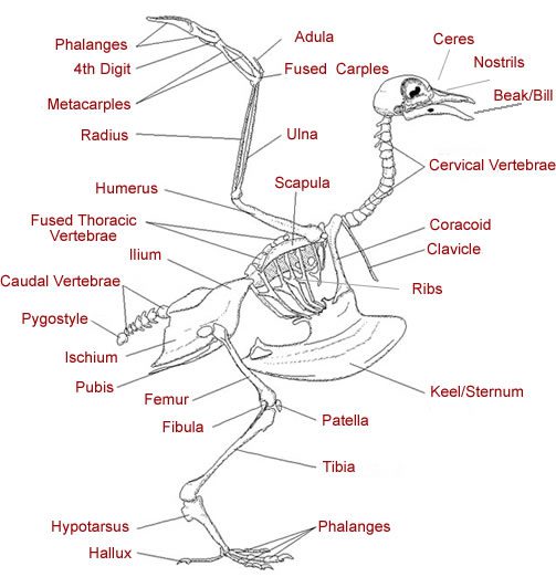 Os du corbeau - Scapula