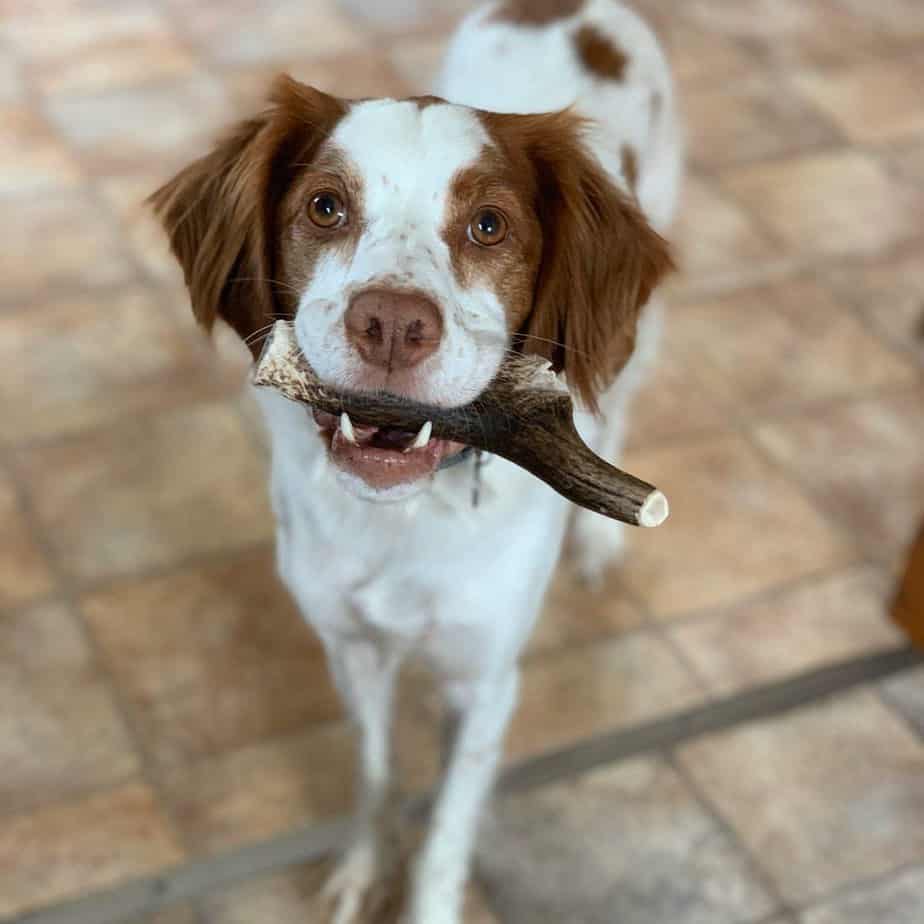 Deer Antler Dog Treat
