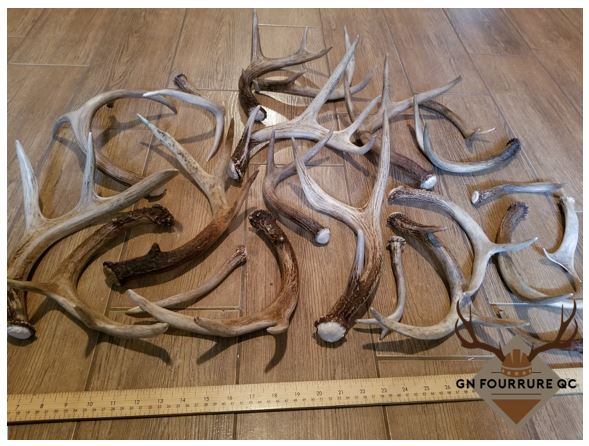Petits bois de cerf