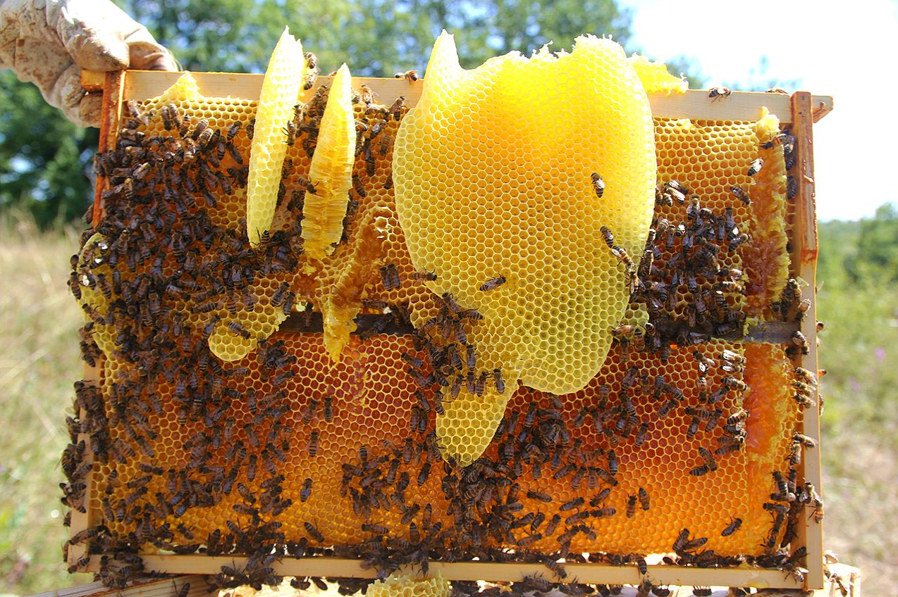 Bear Grease & Beeswax