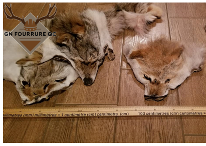 Coyote Fur Heads
