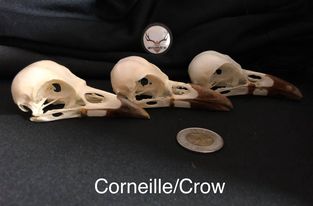 Crâne de corneille - blanchi