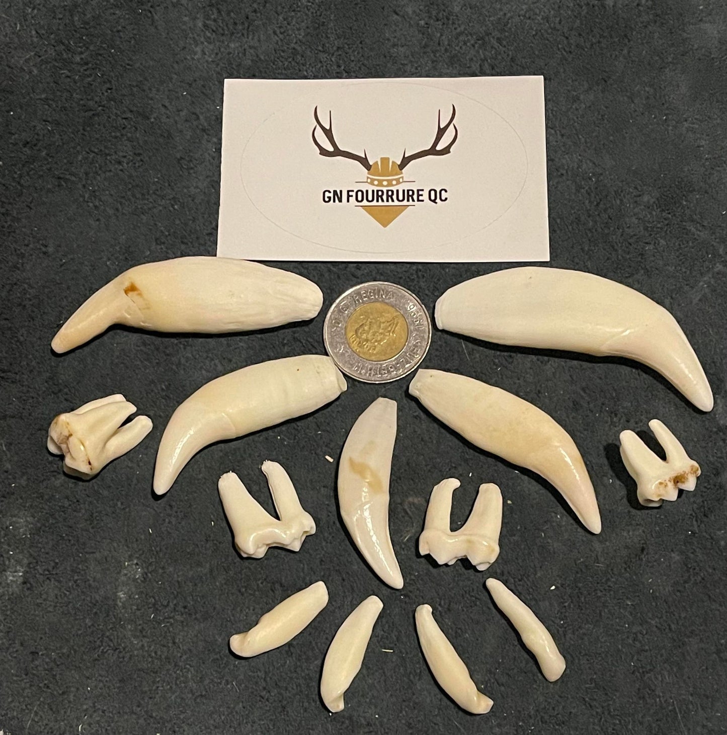 Bear Teeth and Fangs
