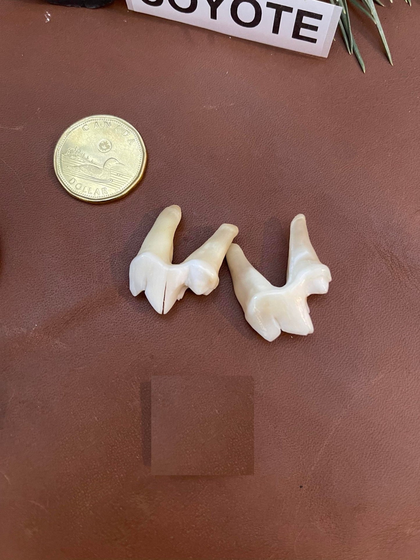 Coyote Teeth and Fangs