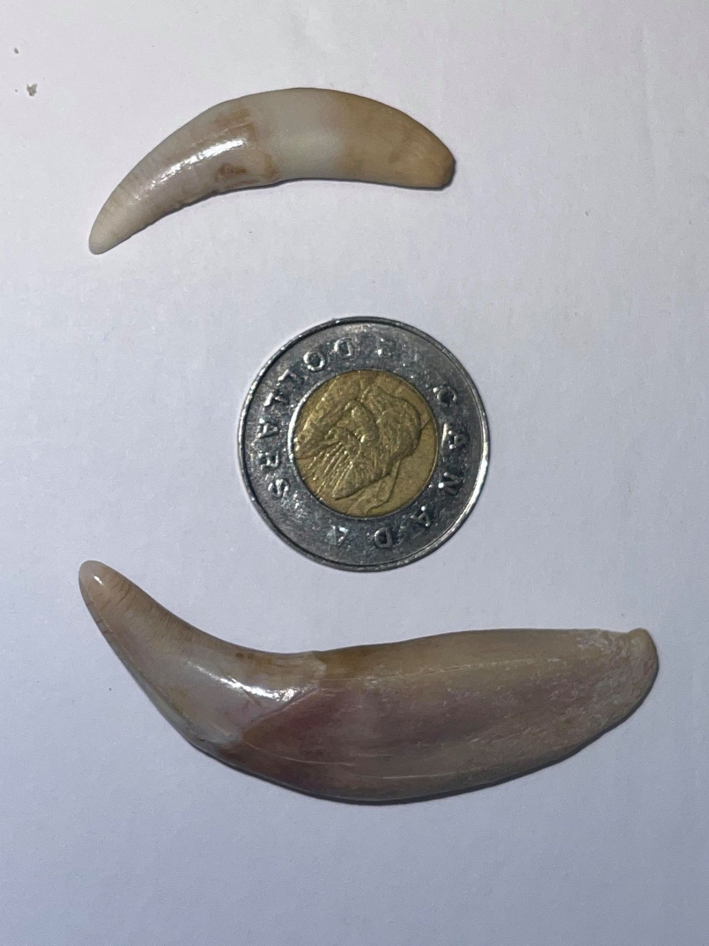 Dents et crocs de loup