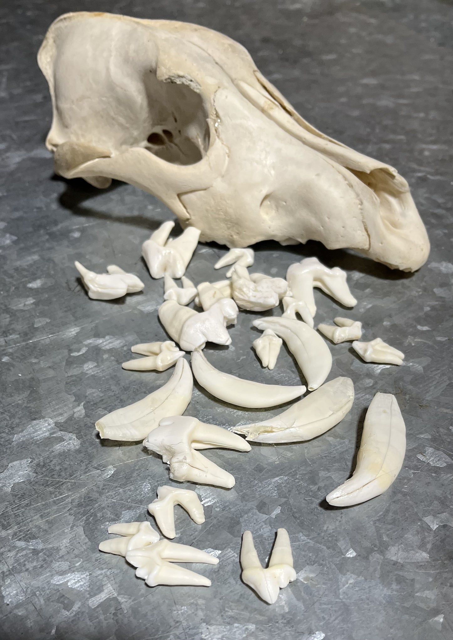 Wolf Teeth & Fangs, Cracked