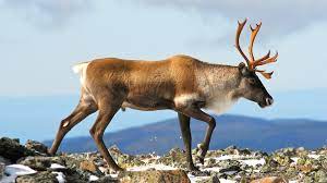 Caribou Antlers