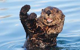 Otter Tail