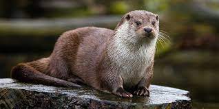 Otter Tail