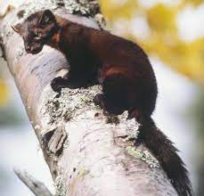 Marten Tails
