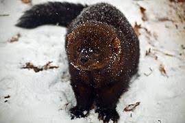 Marten Tails