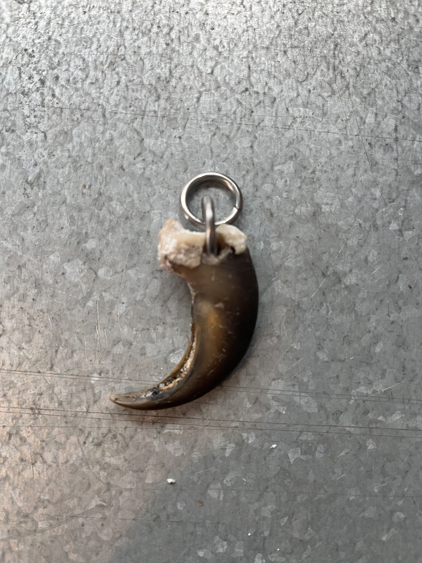 Bear Claw Pendant