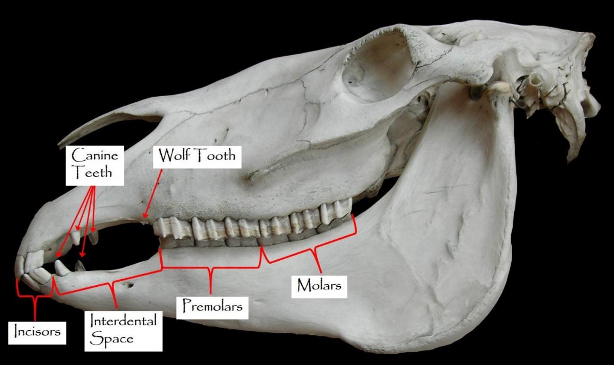 Horse Teeth