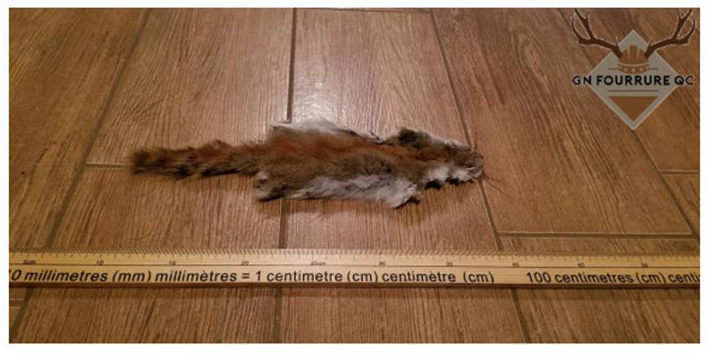 Red Squirrel Fur