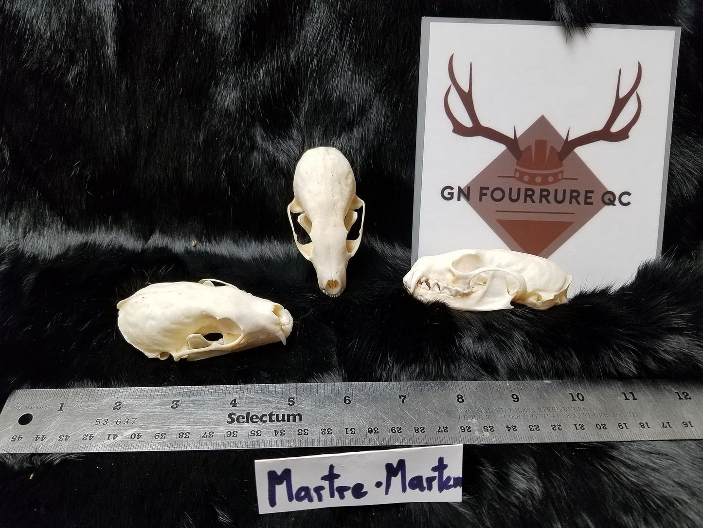 Crâne de martre, os