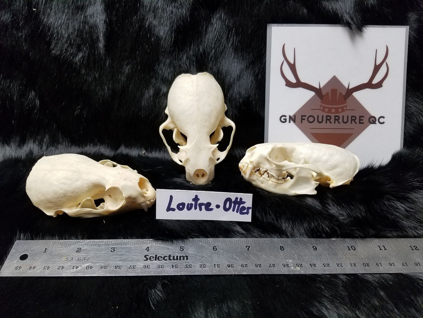 Crâne de loutre