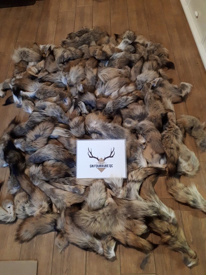 Queues de fourrure de coyote