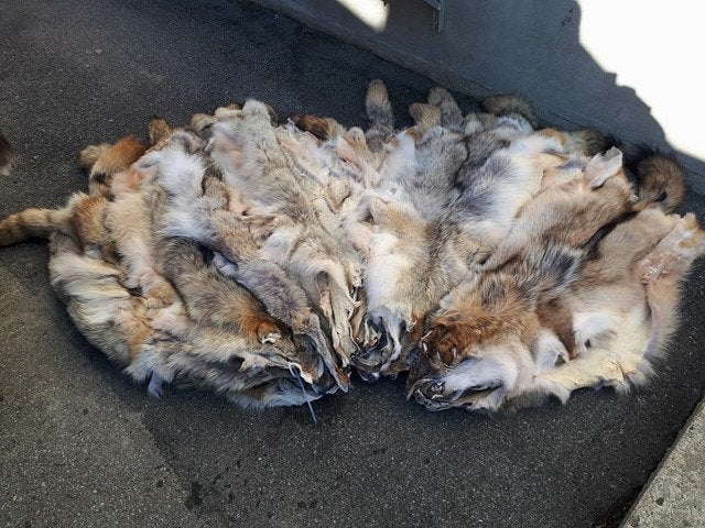 Coyote Fur Pelts