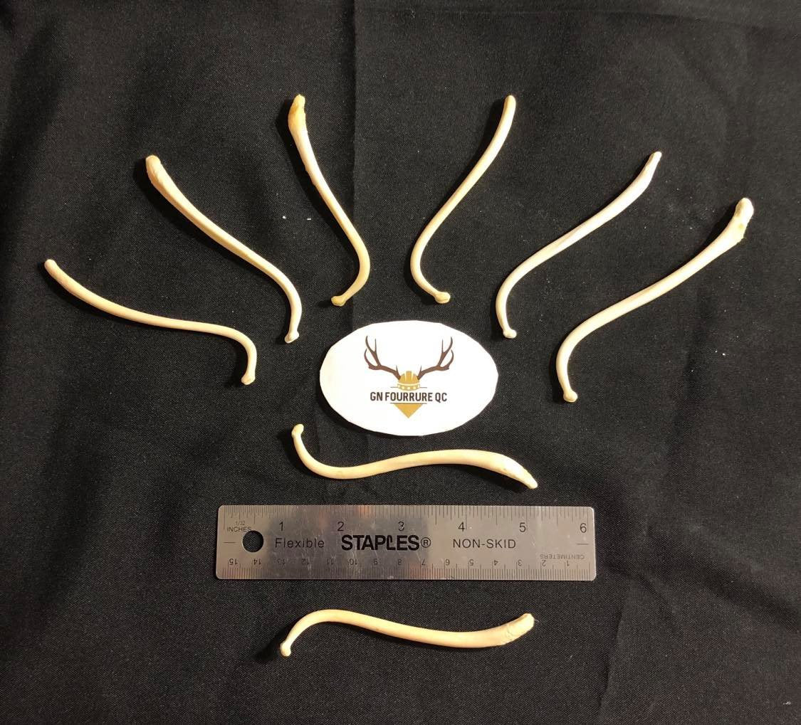 Baculum de raton laveur, os