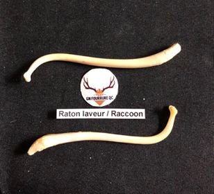Baculum Bones